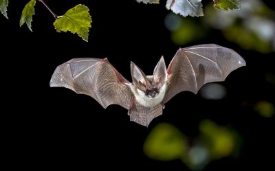 Bat Infestations In Homes: Health Risks And Safe Removal