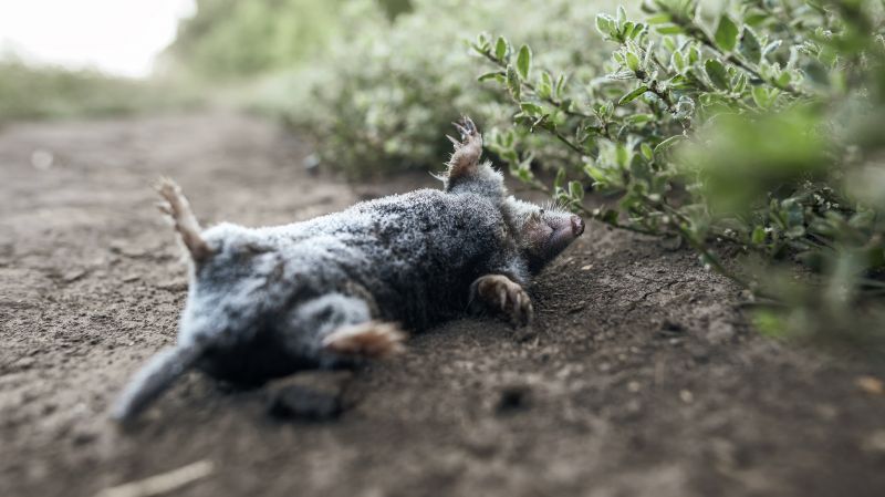 Dead Animal Removal Services