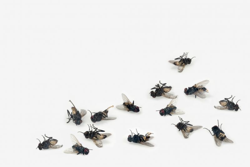 Dead Animal Removal Services