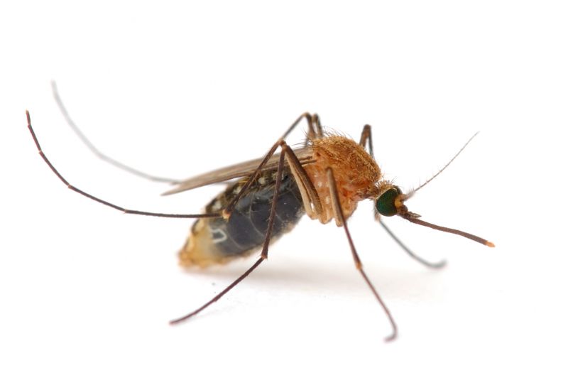 Fly Pest Control in Fort Worth, TX