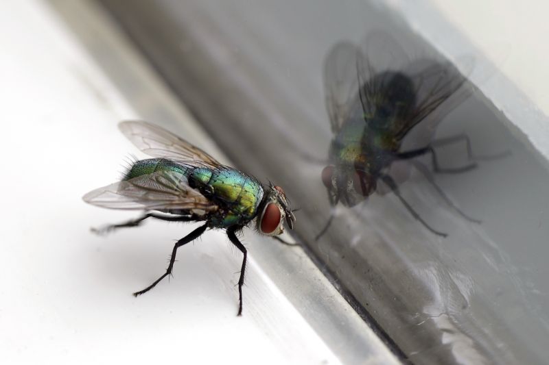Fruit Fly Extermination in Denton, TX