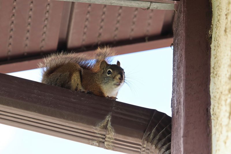 How Squirrels Damage Roofs And Attics And What To Do About It
