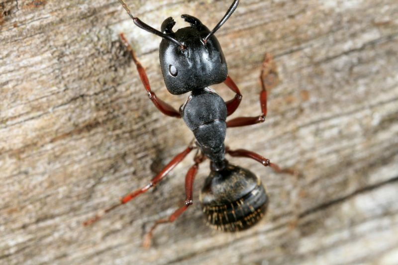 Velvet Ant Extermination in New Braunfels, TX