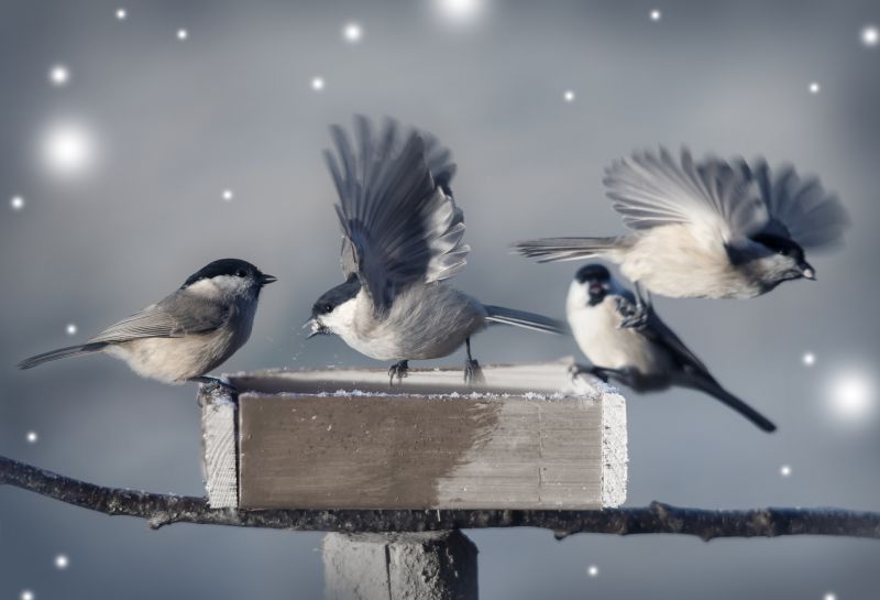 What To Expect During Professional Wildlife Removal Service