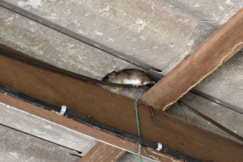 Dead Animal in Attic