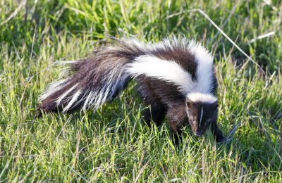 Skunk in Yard
