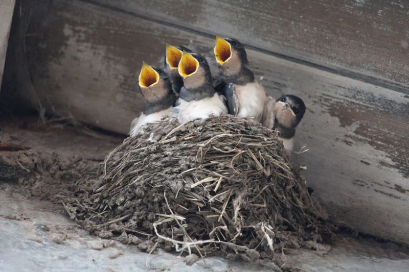Bird Nesting